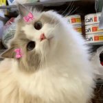 IMG_0983.jpeg