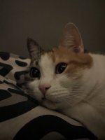 IMG_2090.jpeg