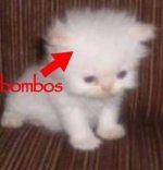 IMG_3284.jpeg