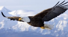 Kel_Kartal-Bald_Eagle.jpg